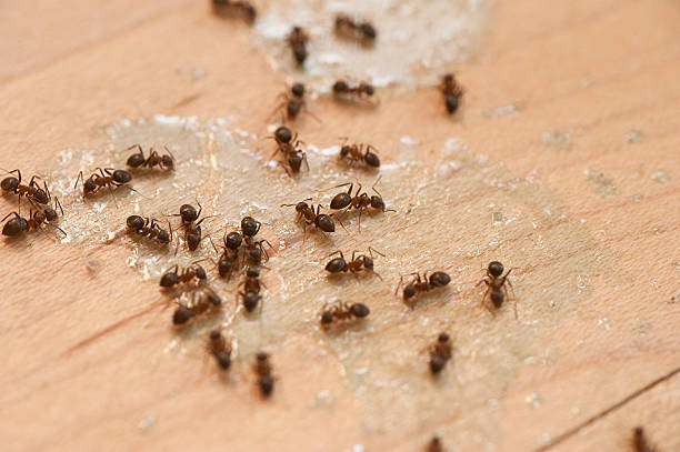 Best Affordable Pest Control Services  in Bedford Hills, NY