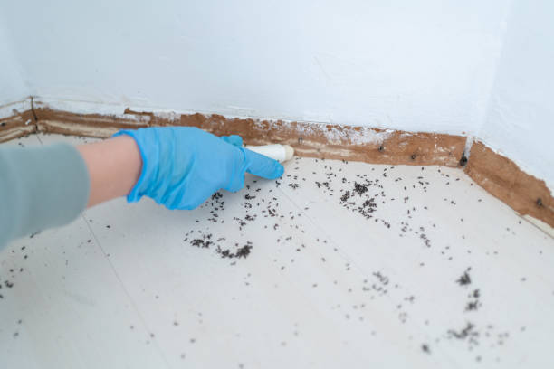 Best Ant Control Services  in Bedford Hills, NY